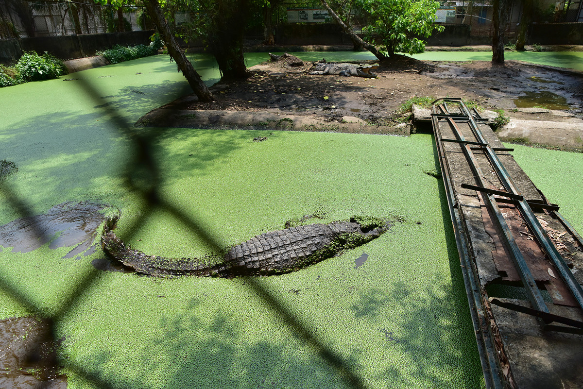 Vào thời điểm giữa trưa nắng, hầu hết cá trong hồ đều đầm mình khuất dưới mặt nước được bao phủ bởi lớp rêu xanh. Quản lý trại cá sấu cho biết nước thường xuyên được cho vào và xả ra theo hệ thống nên luôn giữ được môi trường phù hợp cho cá.