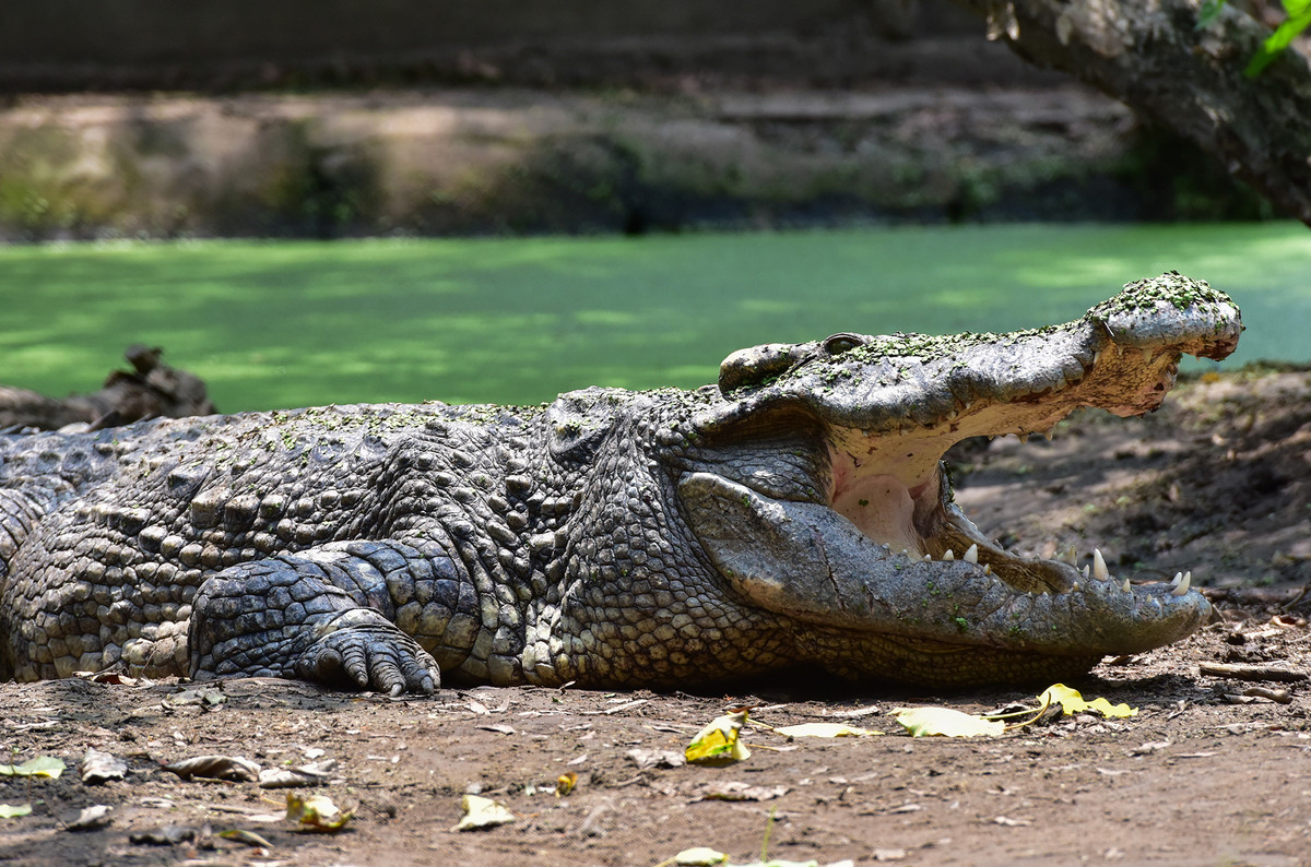 Những con lớn có bộ da đường nét nổi bật, đặc biệt là những con đực. Khu vực đảo thường là nơi trú ngụ, khẳng định vị trí đầu đàn của con đực. Trong môi trường tự nhiên và nuôi nhốt, loài cá sấu thường có tuổi thọ trung bình 70 năm.