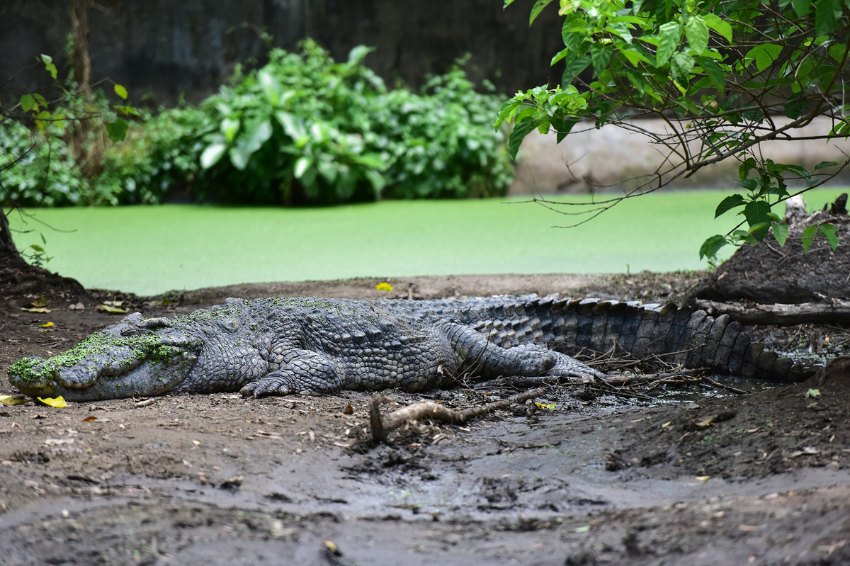 Đây là số cá sấu trại nuôi vừa để cho khách tham quan khu trang trại khép kín vừa cho cá đẻ trứng nhân giống. Đặc biệt, hiện tại trại cá sấu có hơn 70 con gần 40 tuổi được nuôi trong 2 hồ lớn.