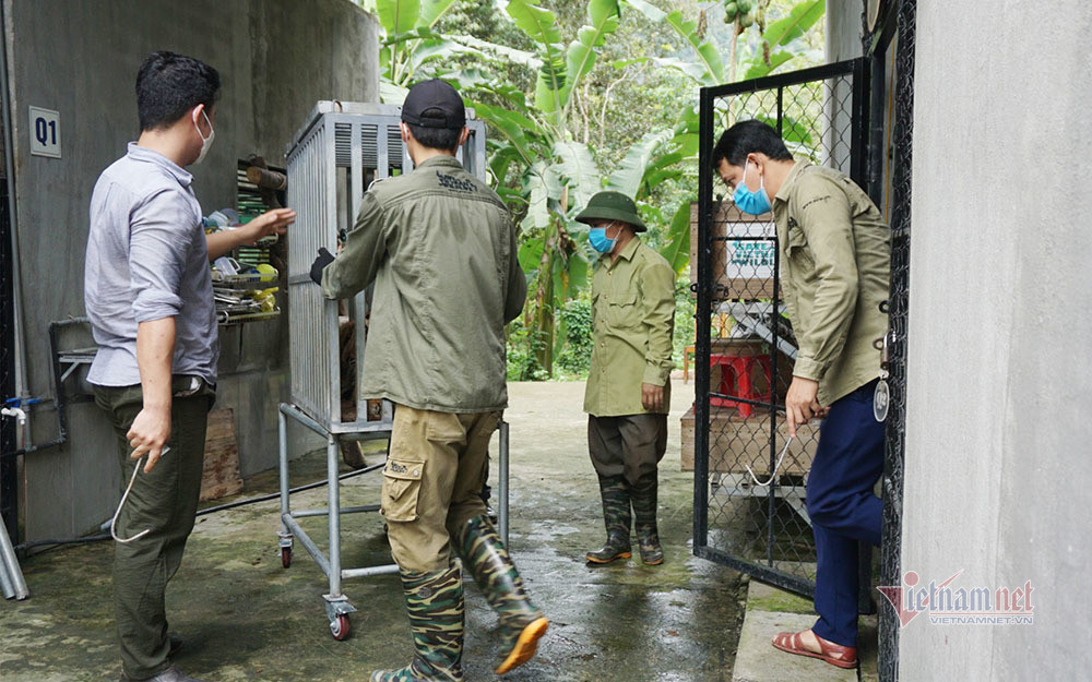 Ông Nguyễn Văn Thái, Giám đốc Trung tâm SVW chia sẻ: "Những cá thể hổ này không thể thả về tự nhiên. Hổ trong môi trường nuôi nhốt không có hoặc mất khả năng săn mồi, sinh tồn ngoài tự nhiên. Do đó, cơ hội hổ sống khi tái thả về tự nhiên gần như bằng không. Việc chuyển các cá thể hổ này đến những đơn vị được cấp phép, đầy đủ điều kiện chăm sóc tốt là giải pháp tối ưu cho đàn". Ảnh: Vận chuyển hổ ra ngoài.