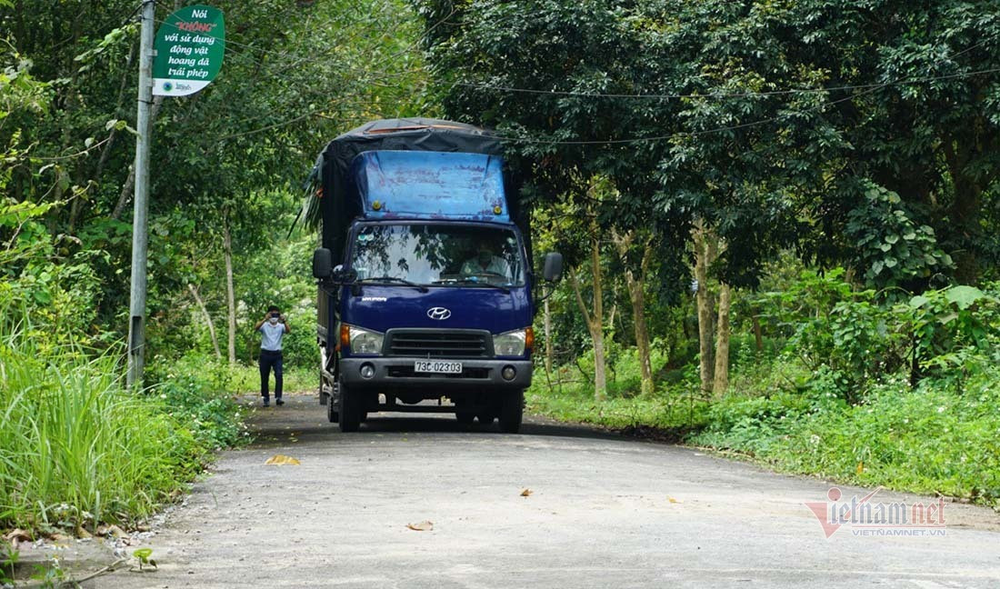 Chiếc xe tải trên đường di chuyển chở 7 cá thể hổ từ tỉnh Nghệ An vào tỉnh Quảng Bình.