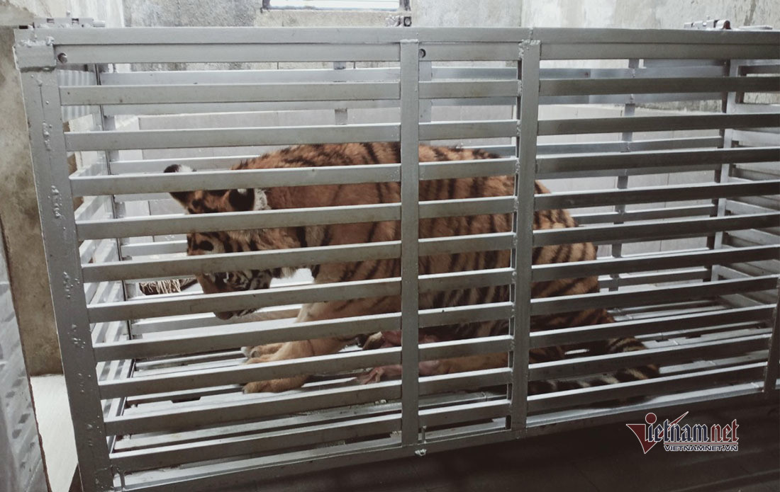 Giám đốc Vườn quốc gia Pù Mát Trần Xuân Cường cho biết thêm, sau một thời gian nuôi dưỡng, các cá thể hổ phát triển tốt, tăng cân nhanh, nên điều kiện tại Pù Mát không thể đảm bảo việc chăm sóc lâu dài. Tổng kinh phí chăm sóc 7 cá thể hổ trong hơn 7 tháng qua là khoảng 865 triệu đồng (gồm chi phí thức ăn, nhân lực, thú y). Ảnh: Cá thể hổ được làm quen trong lồng sắt từ nhiều tháng trước.