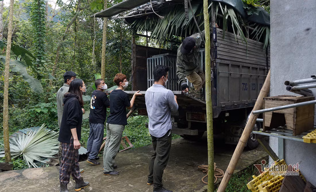 Được biết, hổ Đông Dương thuộc danh mục loài cực kỳ nguy cấp, nạn săn bắt, buôn bán trái phép cùng với việc suy giảm môi trường sống là những nguyên nhân chính đẩy loài hổ này đến bờ vực tuyệt chủng. Lần cuối cùng Việt Nam ghi nhận cá thể hổ Đông Dương ngoài tự nhiên là cách đây hơn 20 năm. Ảnh: Đưa lên xe di chuyển vào Quảng Bình.