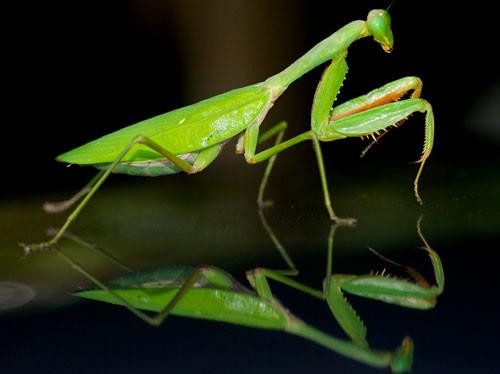 2. Bọ ngựa Trung Quốc. Có nguồn gốc từ châu Á và được du nhập vào Bắc Mỹ khoảng năm 1895. Con trưởng thành có chiều dài khoảng 10 cm, là loài bọ ngựa lớn nhất ở Bắc Mỹ.