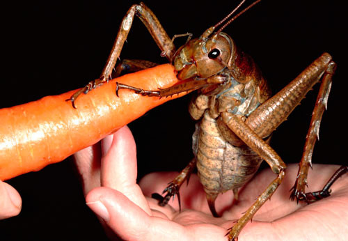 9. Dế Weta khổng lồ. Có xuất xứ từ New Zealand. Chiều dài cơ thể của con trưởng thành khoảng 10 cm, trọng lượng trung bình 70 g.