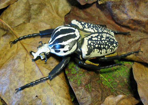 6. Goliathus. Chi bọ cánh cứng trong họ Scarabaeidae. Chiều dài trung bình của con đực rơi vào khoảng 60-110 mm, còn con cái từ 50-80 mm. Goliathus có thể đạt trọng lượng lên đến 80-100 g.