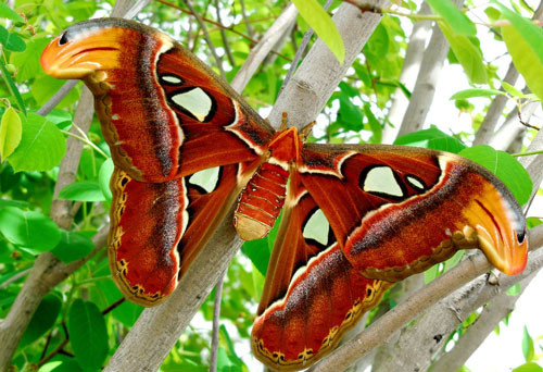 10. Bướm khế (bướm đêm Atlas). Thuộc họ Ngài hoàng đế, được tìm thấy ở rừng nhiệt đới và cận nhiệt đới của Đông Nam Á. Sải cánh của chúng cũng thuộc loại lớn nhất, từ 25-30 cm. Bướm khế là một trong 3 loài bướm có tên trong Sách đỏ Việt Nam (bướm khế, bướm đuôi dài, bướm phượng).