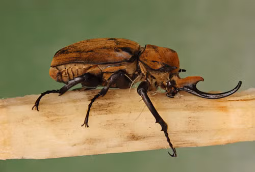 5. Megasoma Elephas. Loài bọ cánh cứng thuộc phân họ Dynastinae. Chiều dài của con đực trưởng thành từ 7-12 cm. Chúng thường lớn gấp đôi con cái.