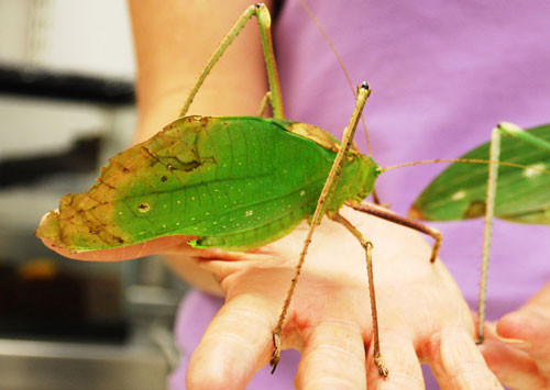 4. Giant Long-Legged Katydids (Arachnacris corporalis). Loài côn trùng này có nguồn gốc ở Malaysia. Chiều dài trung bình của con trưởng thành dao động từ 15-25 cm.