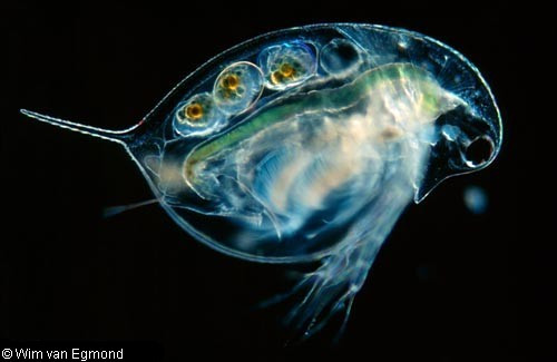  8. Daphnia Là động vật giáp xác, có chiều dài 1-5 mm, sống trong môi trường nước khác nhau, từ axit đầm lầy đến nước ngọt hồ, ao. Hầu hết Daphnia có vòng đời dựa trên chu kì trinh sản (mẹ tự sinh con mà không cần giao phối với con đực, trứng không cần thụ tinh) xen kẽ với sinh sản hữu tính.