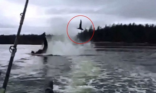 Cá voi sát thủ hất tung con mồi lên độ cao khoảng 6m trên không.