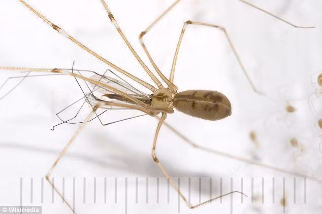 Nhện Pholcus phalangioides được tin là loài đã gây ra vết cắn kinh hoàng cho chị Roberts.