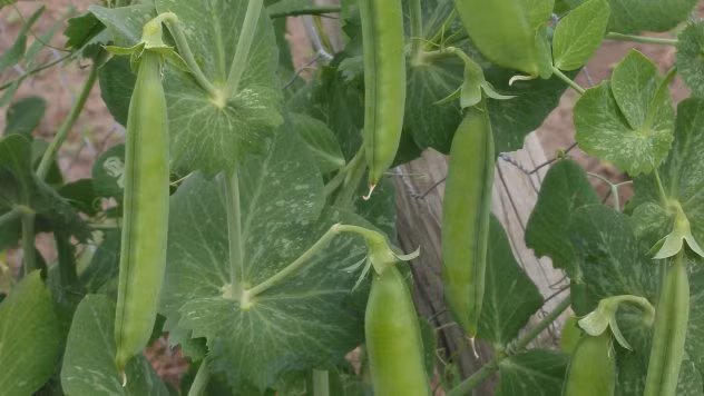 Cây đậu mọc trong phổi. Sau một thời bị ho kéo dài và khí thũng phổi trong vài tháng, ông Ron Sveden nghi ngờ có thể mình đã mắc ung thư phổi. Tháng 6/2010, cụ ông đến Bệnh viện Cape Cod để xét nghiệm. May mắn là sau một loạt các xét nghiệm và chụp chiếu, ông Sveden, 75 tuổi, người Mỹ được chẩn đoán không bị ung thư. Nhưng thật ngạc nhiên, các bác sĩ đã phát hiện và lấy ra một cây đậu cao 4cm từ trong phổi của cụ ông đến từ bang Massachusetts này.