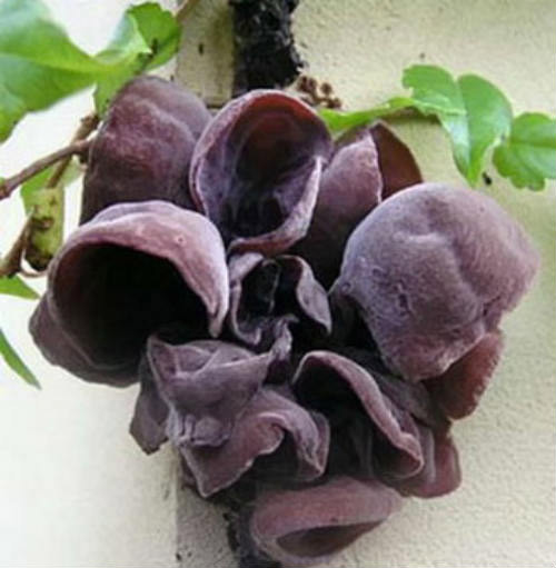 Mộc nhĩ tươi. Mộc nhĩ tươi chứa chất nhạy cảm với ánh sáng - chất Porphyrin. Sau khi ăn, với sự chiếu rọi của ánh nắng mặt trời, chúng ta rất dễ bị viêm da, xuất hiện trạng thái ngứa, chứng phù thủng, đau nhức; có người bị phù nề thanh quản sẽ dễ gây nên tình trạng khó thở. Vì vậy, chỉ nên ăn mộc nhĩ khô, ngâm trong nước nấu lên thì mới an toàn.