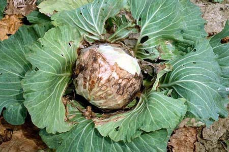 Bắp cải thối. Trong bắp cải thối có chứa nitrite, chất này đóng vai trò trong sự hình thành methemoglobin trong máu người, khiến máu mất các chức năng oxy, làm cho ngộ độc oxy, chóng mặt, đánh trống ngực, nôn mửa, tím môi… bị nặng có thể gây bất tỉnh, co giật, khó thở, không kịp thời cứu hộ có thể đe dọa tính mạng.