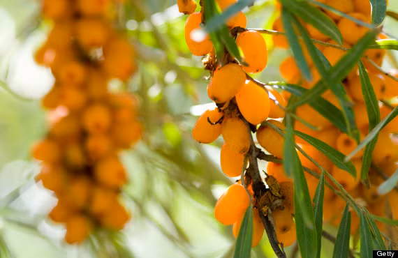 Quả hắc mai có vị chua, màu vàng cam là loại quả duy nhất chứa đầy đủ 3 loại Vitamin quan trọng : A,C Và E, trong những năm gần đây nó cực kì được ưa chuộng. Nước quả hắc mai được coi là kho tàng cải thiện sức khỏe giúp tinh thần thư thái và thoải mái.