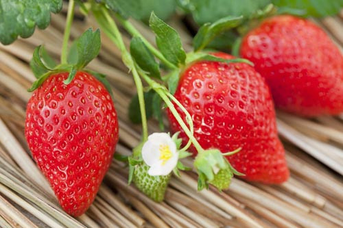 Quả dâu tây. Dâu tây là một nguồn dồi dào vitamin C, một chất chống ô xy hóa mạnh mẽ. Loại quả này có hàm lượng calo ít song lại chứa nhiều khoáng chất và vitamin cần thiết để duy trì sức khỏe. A xít ellagic và anthocyanin có trong dâu tây có thể giúp chống lão hóa, viêm sưng và các bệnh thần kinh.