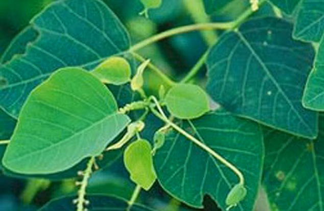 Vỏ cây mamala chứa chất prostratin có thể được dùng để kích hoạt virus HIV ở trong những tế bào ủ bệnh. Vỏ cây mamala chứa chất prostratin có thể được dùng để kích hoạt virus HIV ở trong những tế bào ủ bệnh.