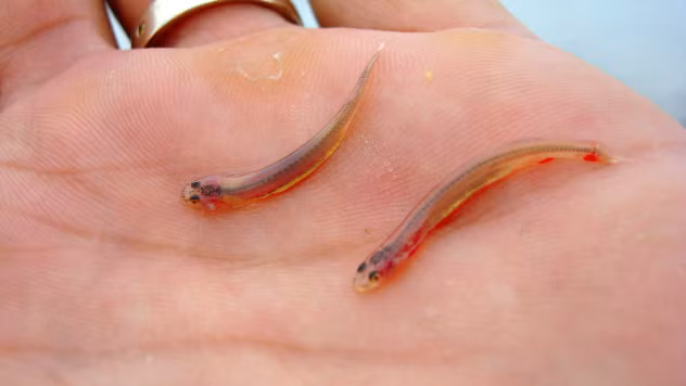 Một cậu bé 14 tuổi dấu tên ở Ấn Độ đã phải đi đến bệnh viện sau khi đi tiểu khó và đau. Các bác sĩ đã phát hiện ra một con cá nhỏ sống trong bàng quang cậu bé, họ đã phải thử nhiều cách để lấy con cá ra, cuối cùng các bác sĩ đã phải sử dụng ống soi niệu quản để gắp con cá ra khỏi bàng quang. Cậu bé này kể lại có thể con cá đã thừa cơ chui vào cơ thể cậu khi cậu tiến hành rửa bể nuôi cá.