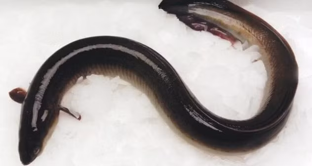 Cơn lươn nặng 0,5kg "lặn ngụp" trong... bụng. Câu chuyện “dở khóc dở cười” của người đàn ông 39 tuổi này được tung lên trang mạng cá nhân Weibo của vị nữ bác sĩ tại một bệnh viện thành phố Phật Sơn, tỉnh Quảng Đông, Trung Quốc vào ngày 4 tháng 4 vừa qua. Theo lời kể của vị nữ bác sĩ, người đàn ông 39 tuổi này sau khi xem phim người lớn, muốn thử cảm giác lạ nên mua lươn về nhét thử vào hậu môn. Điều không tưởng là, sau khi “đầu xuôi”, con lươn này cũng “đuôi lọt” luôn vào cơ thể ông này.