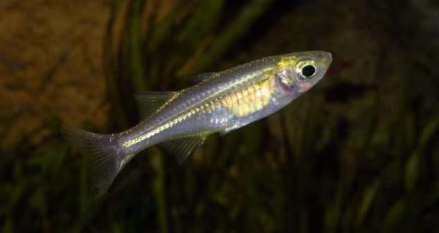 Con cá dài 8,9cm bơi trong phổi. Cậu bé Anil Barela 13 tuổi sống tại bang Madya Pradesh, Ấn Độ phải nhập viện cấp cứu sau khi bị một con cá. Được biết, năm 2012, Anil ra sông vui đùa với bạn bè, chỉ đến khi về nhà, cậu bắt đầu thấy khó thở nên được đưa tới bệnh viện để điều trị và tiến hành phẫu thuật, lấy ra một con cá vẫn còn sống.