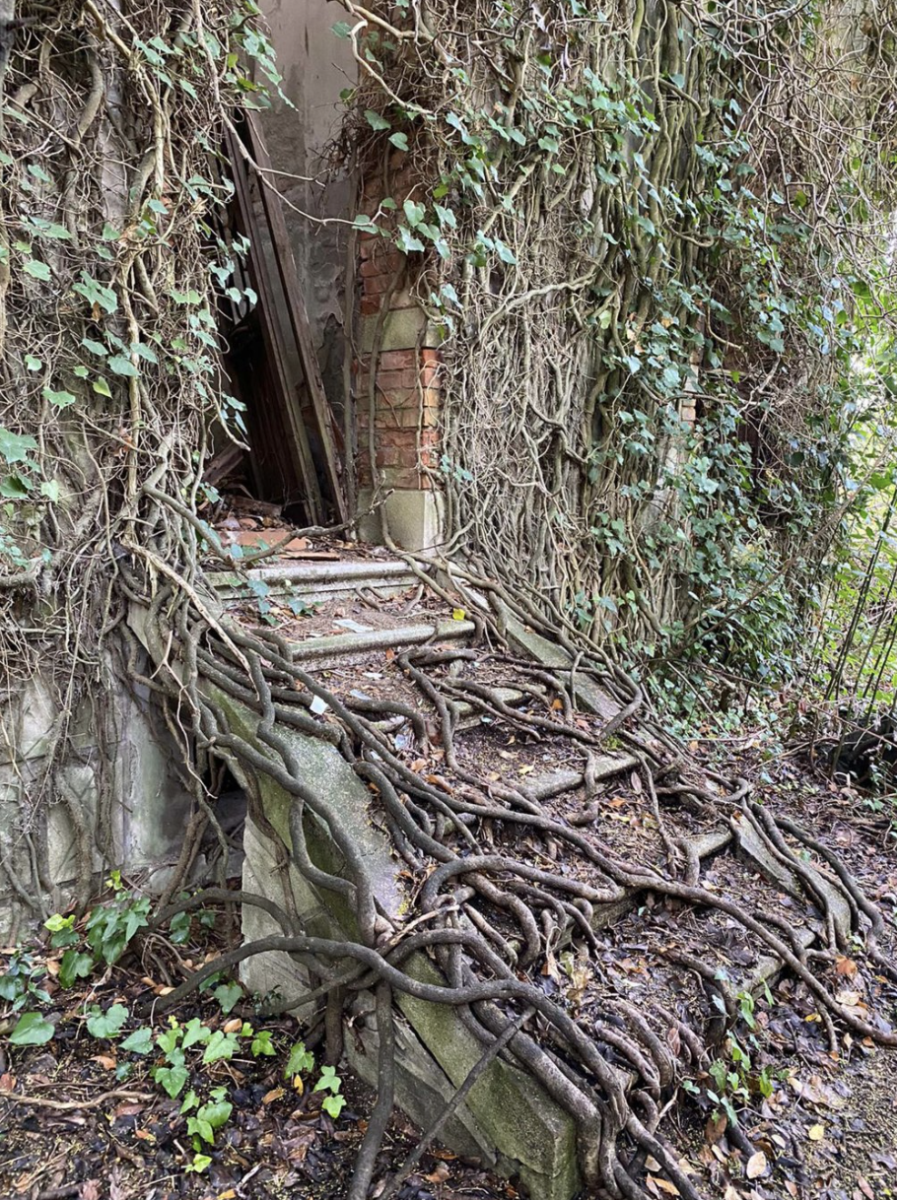 Tuy nhiên, cuối cùng bác sĩ lại gieo mình tự tử từ tháp chuông trên đảo. Nhiều thập kỷ sau, cư dân trên đất liền lân cận khẳng định vẫn còn nghe thấy tiếng chuông ngân vang mặc dù tháp đã bị dỡ bỏ nhiều năm trước. Rễ cây phủ kín lối vào tạo nên khung cảnh ma mị. Ảnh: The Sun