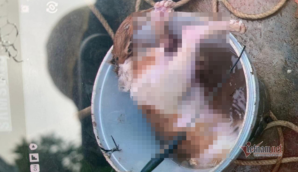 Ke xau vut xac cho xuong gieng nuoc, cua hang loat goc buoi o Ha Tinh