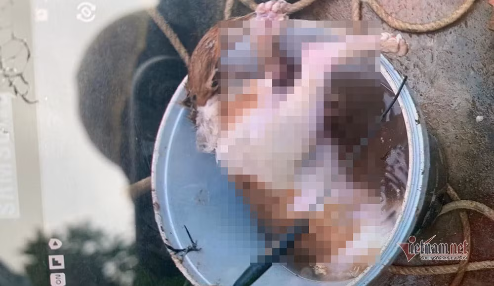 Ke xau vut xac cho xuong gieng nuoc, cua hang loat goc buoi o Ha Tinh