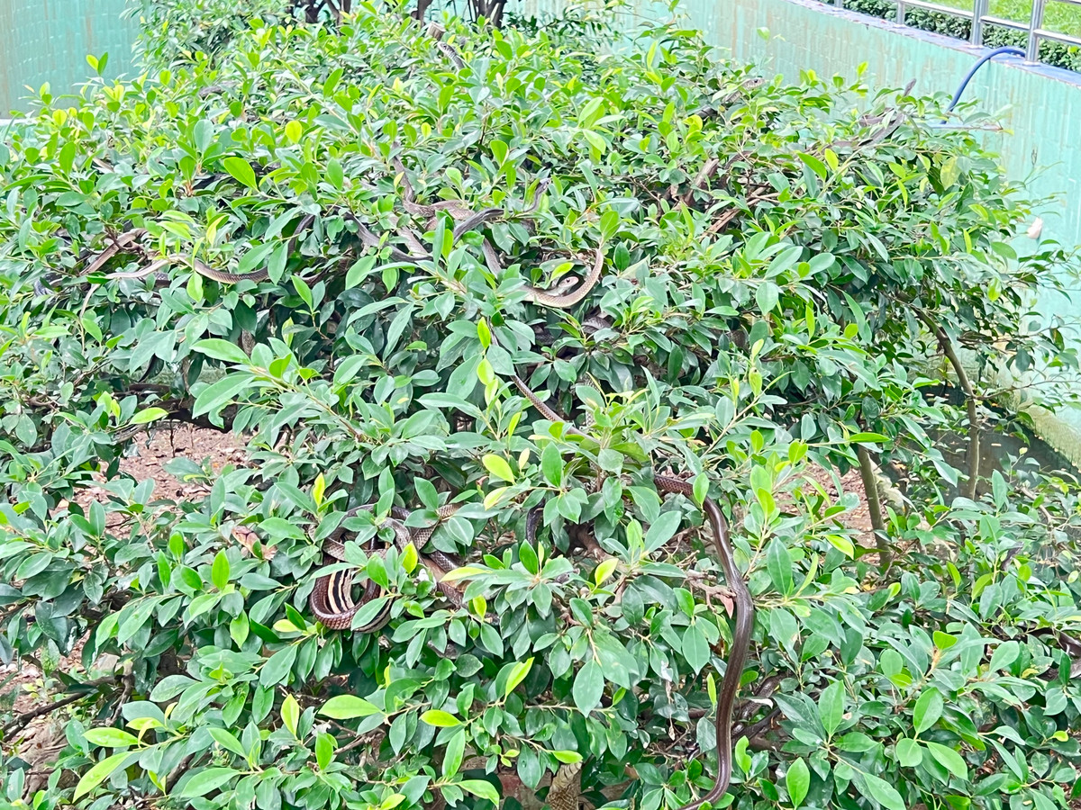 Những loại rắn ráo, lục đuôi đỏ... được nuôi trong khu vực hồ có nước sâu khoảng 30-40cm; những bức tường ở khu này đều được xây cao ngang ngực người lớn. Giữa hồ là một tiểu đảo được trồng một số loại cây có tán thấp.