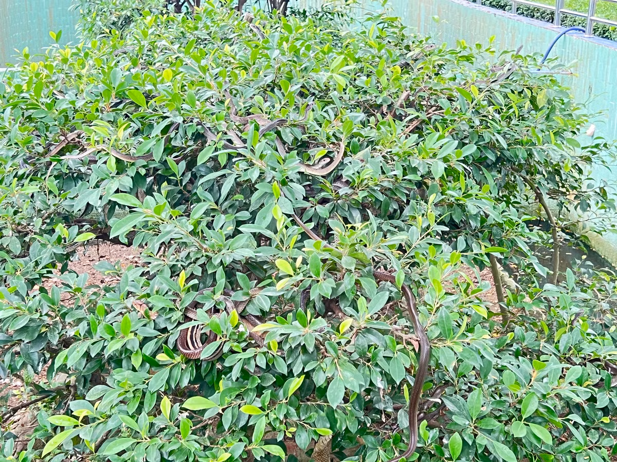 Những loại rắn ráo, lục đuôi đỏ... được nuôi trong khu vực hồ có nước sâu khoảng 30-40cm; những bức tường ở khu này đều được xây cao ngang ngực người lớn. Giữa hồ là một tiểu đảo được trồng một số loại cây có tán thấp.