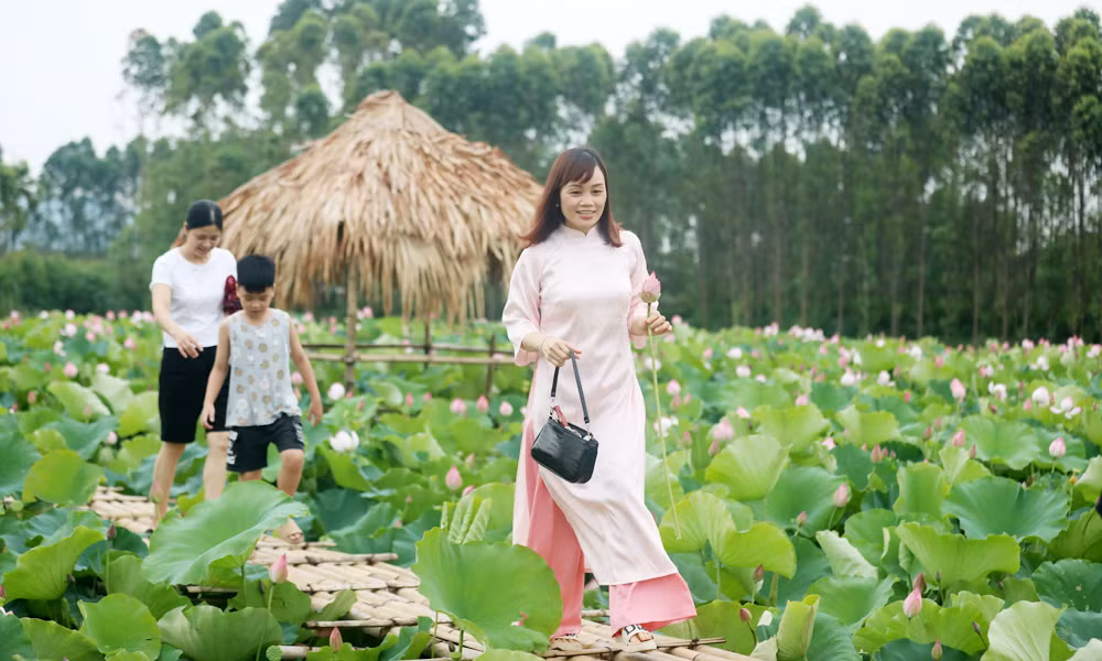 Du khach toi tham quan dam sen bat ngat o Bac Giang-Hinh-8