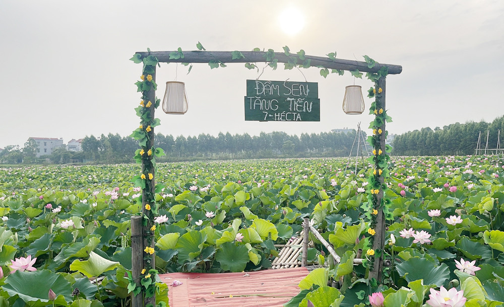 Du khach toi tham quan dam sen bat ngat o Bac Giang