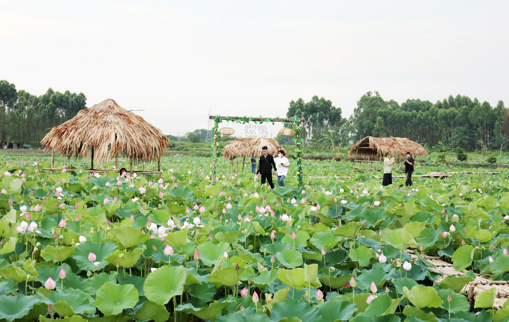 Du khach toi tham quan dam sen bat ngat o Bac Giang-Hinh-4