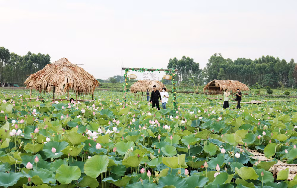 Du khach toi tham quan dam sen bat ngat o Bac Giang-Hinh-4