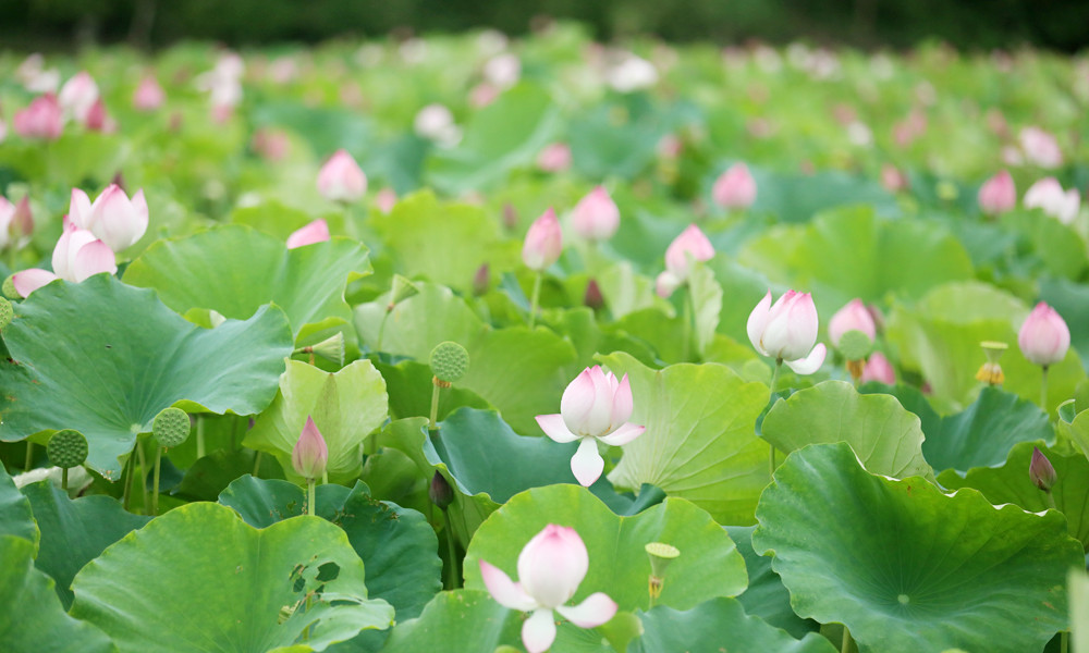 Du khach toi tham quan dam sen bat ngat o Bac Giang-Hinh-3