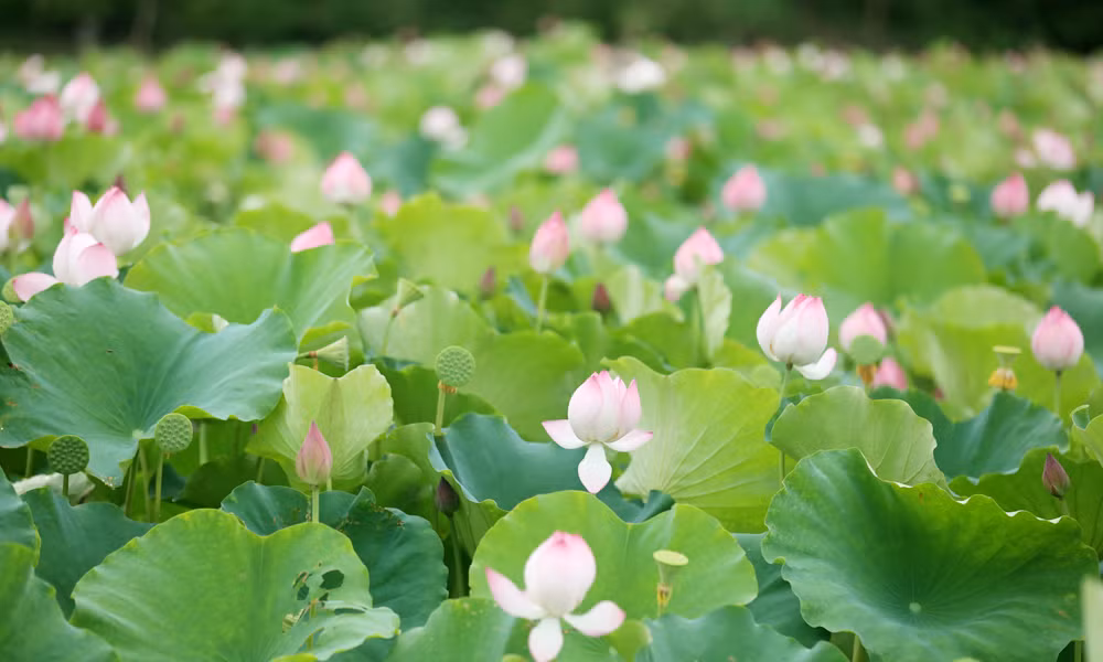 Du khach toi tham quan dam sen bat ngat o Bac Giang-Hinh-3
