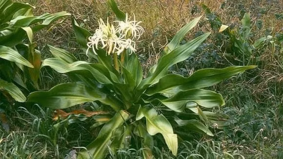 Cay dai tuong quan co y nghia gi trong phong thuy?-Hinh-2