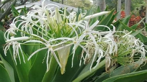 Cay dai tuong quan co y nghia gi trong phong thuy?-Hinh-3