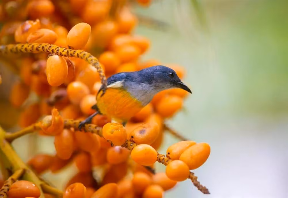Nguoi tuoi Suu co gio sinh nay cuoc doi may man, phuc loc lau dai-Hinh-2