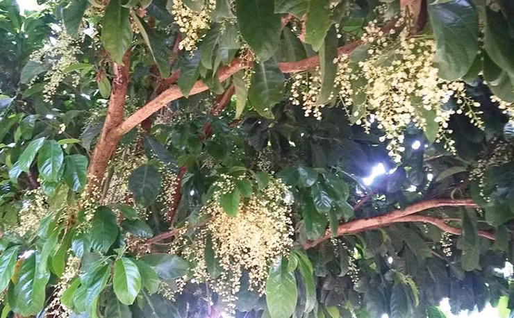 Cây mác noạng mọc hoang dại bạt ngàn trong các cánh rừng