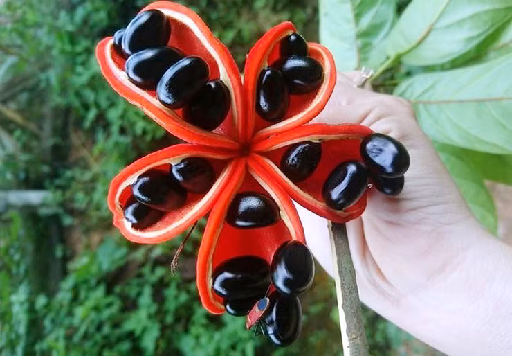 Quả mác noạng thuôn, mập, đầu nhọn, đối xứng nhau và to hơn ngón chân cái, bên trong mỗi quả có từ 1-5 hạt