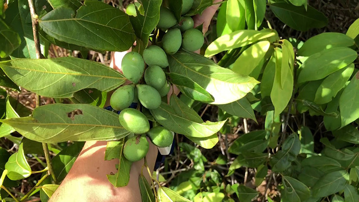 Hiện nay, quả đặc sản này được các thương lái thu gom bán về xuôi với giá từ 80 - 100 nghìn đồng/kg