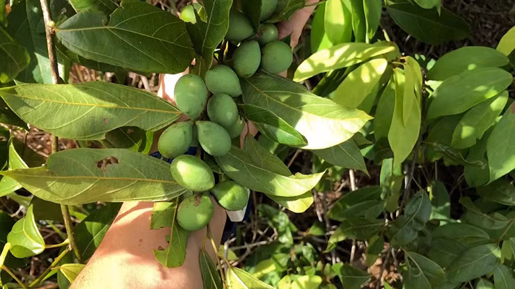 Hiện nay, quả đặc sản này được các thương lái thu gom bán về xuôi với giá từ 80 - 100 nghìn đồng/kg