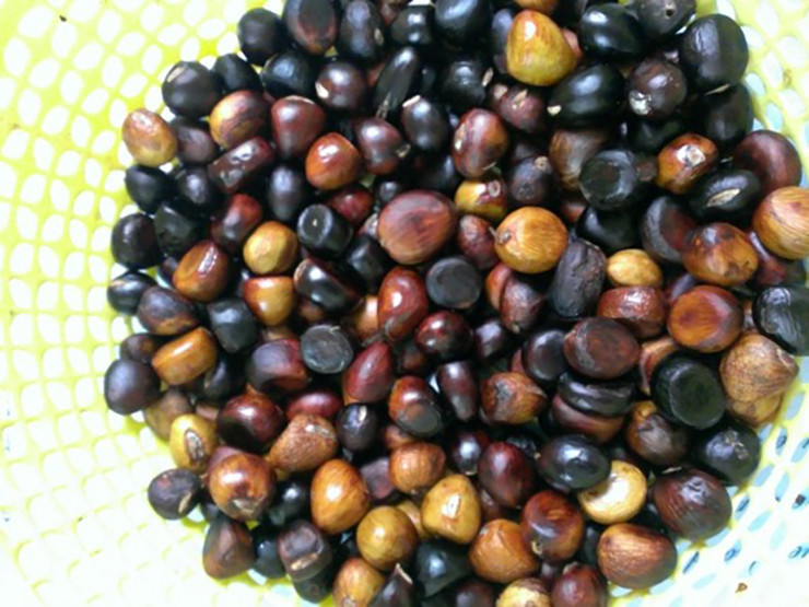 Chúng có 2 công dụng: làm thực phẩm và làm thuốc. Quả tươi có thể ăn trực tiếp hoặc chế biến thành các món hầm. Quả phơi khô có thể dùng làm nguyên liệu thuốc.