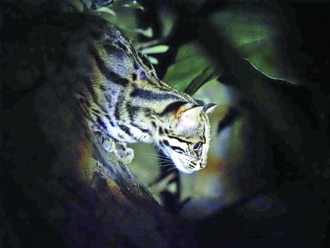 Nhung chu meo rung o Cuc Phuong-Hinh-3