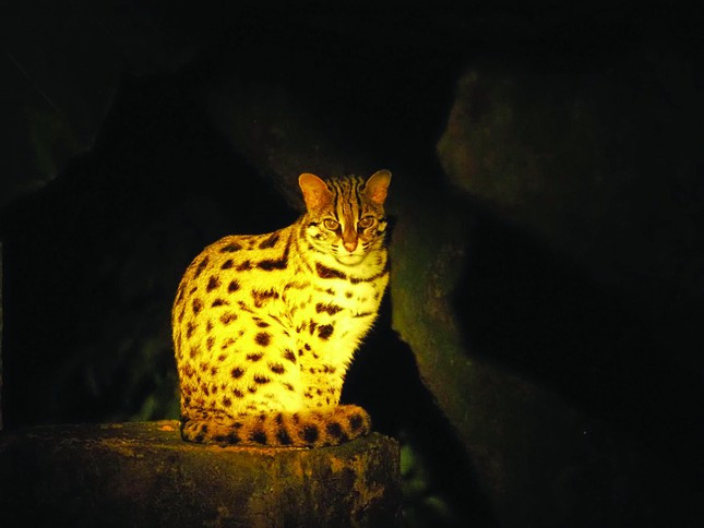 Nhung chu meo rung o Cuc Phuong