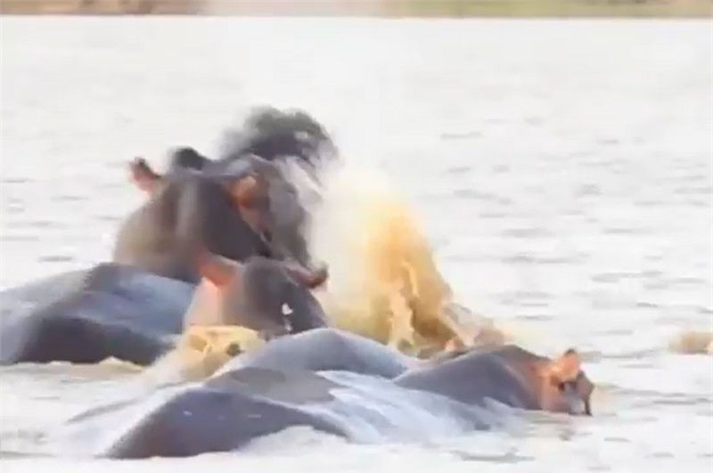 Clip: Cá mập bò “nổi điên” tấn công hà mã ảnh 1