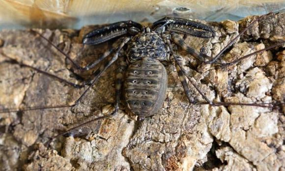 11 loai dong vat tuong nguy hiem nhung hien lanh va vo hai-Hinh-8