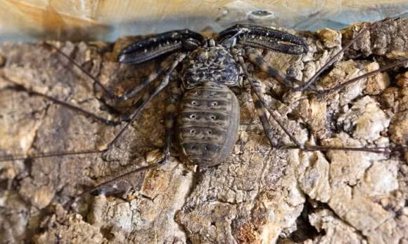 11 loai dong vat tuong nguy hiem nhung hien lanh va vo hai-Hinh-8