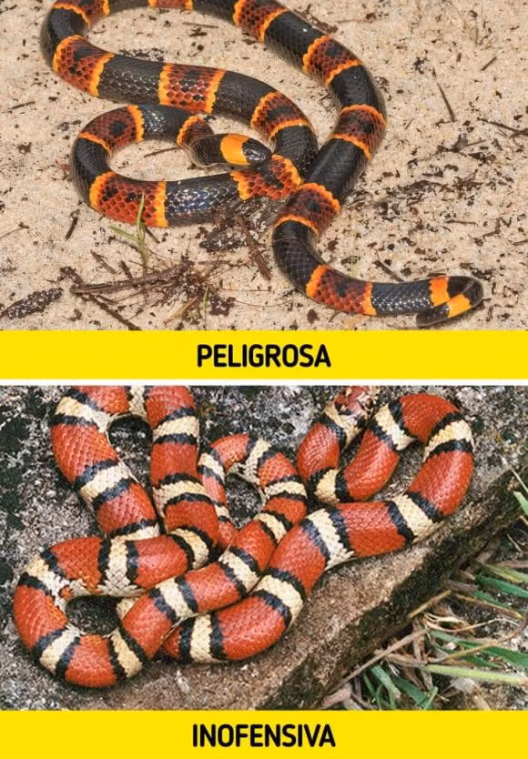 11 loai dong vat tuong nguy hiem nhung hien lanh va vo hai-Hinh-4